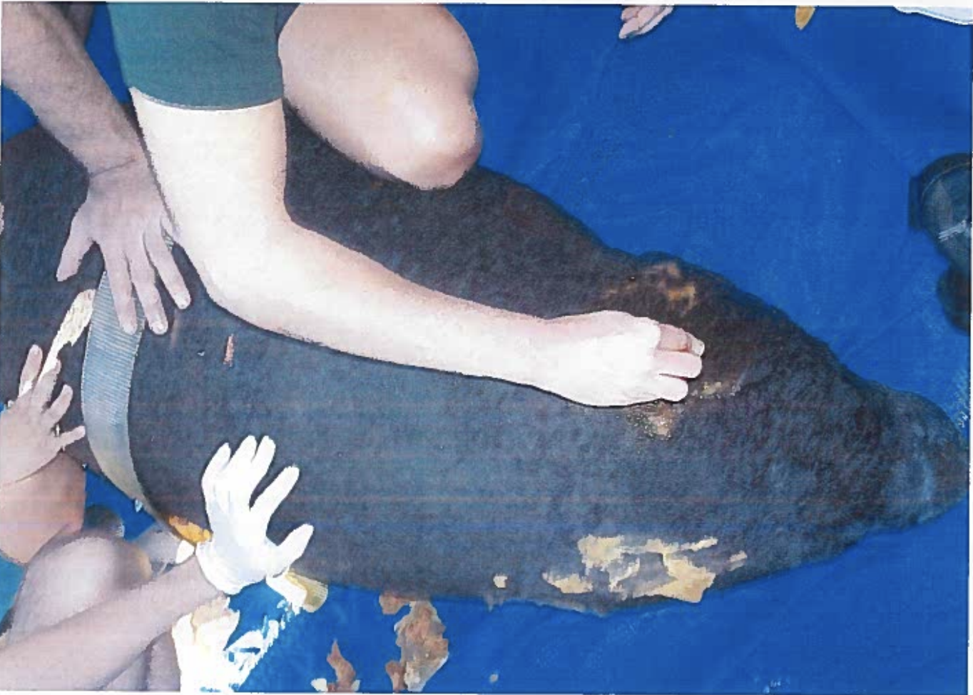 Manatee 4